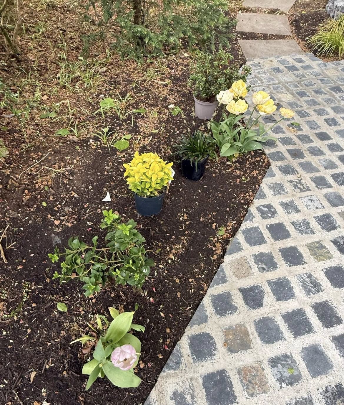 A planted border with bedding plants and tulips beside a cobbled path