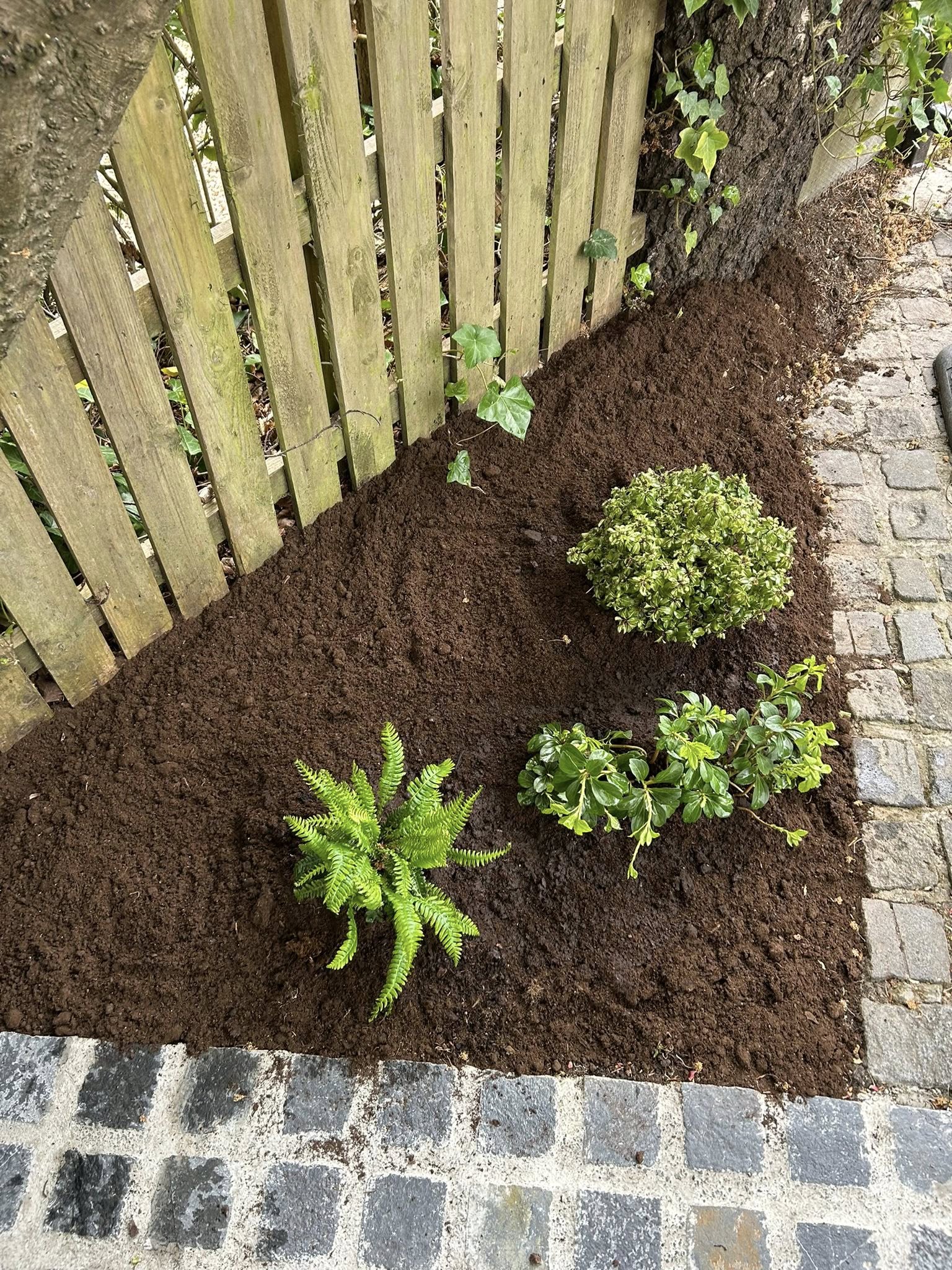 A cleared border replanted with shrubs and ferns alongside a wooden fence