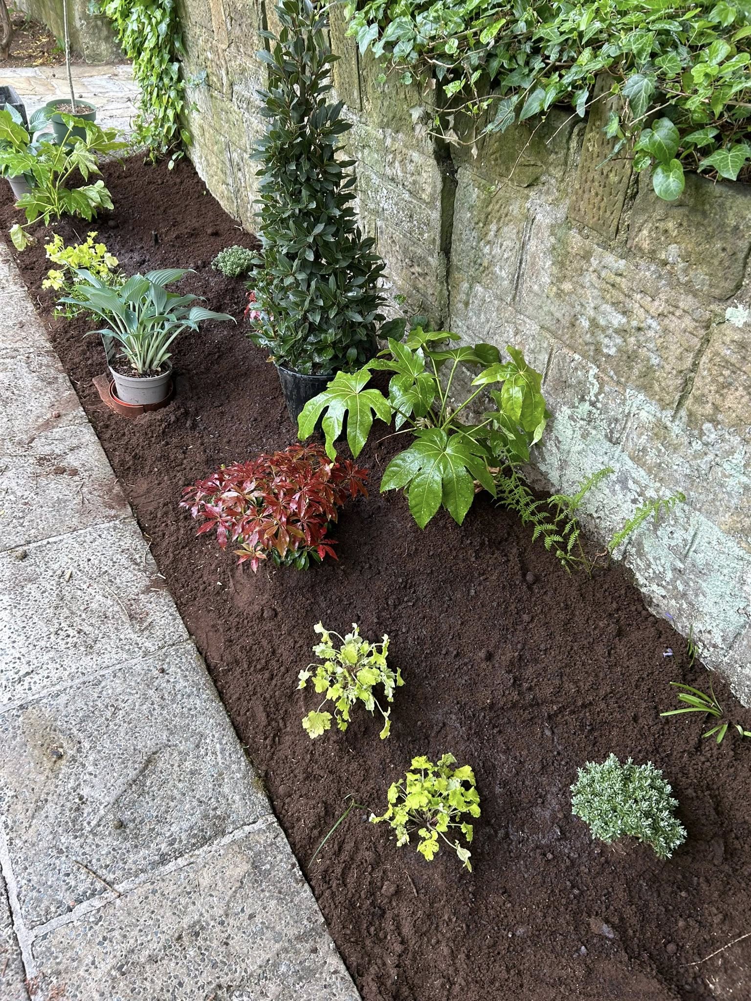 A planted Glasgow garden border with mixed shrubs and ornamentals against a stone wall — recent work by JM Garden Services
