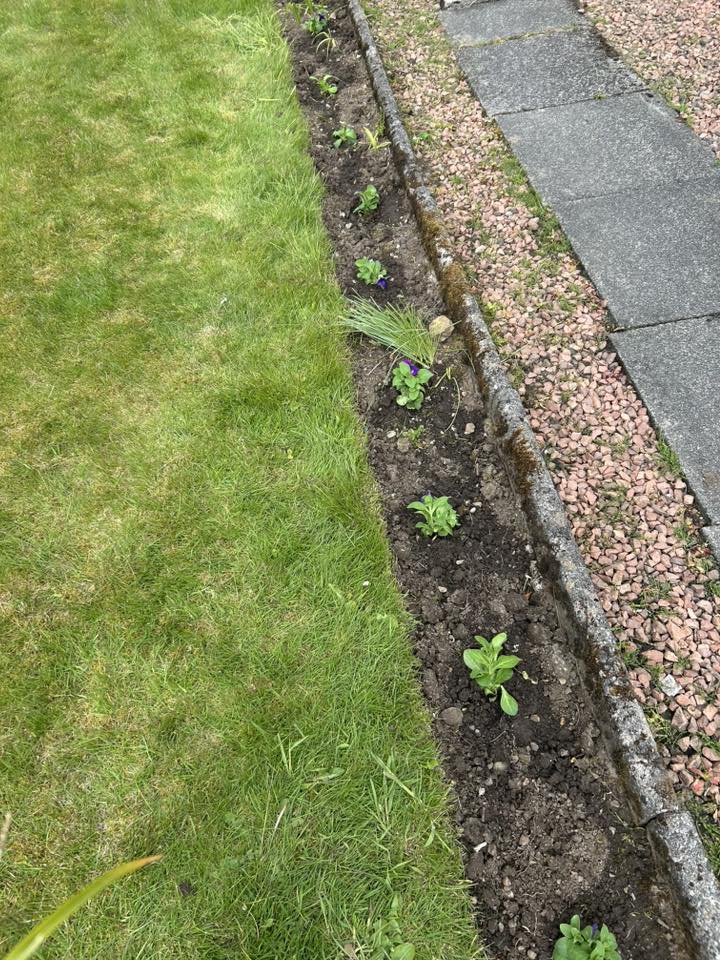 A neatly edged lawn border with fresh planting and gravel infill