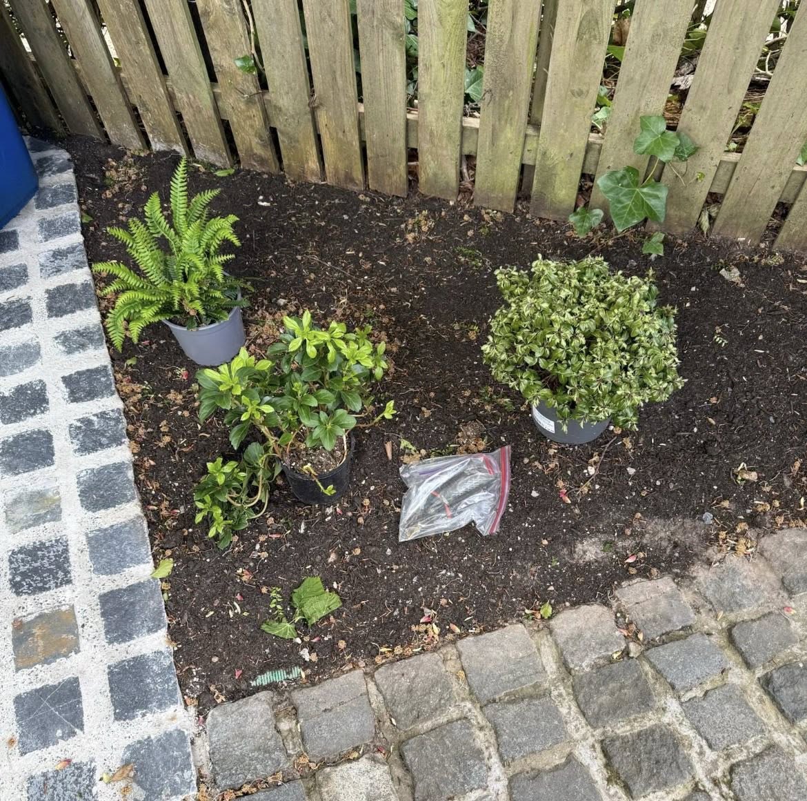 A tidied garden corner with potted ferns, shrubs and a topiary ball