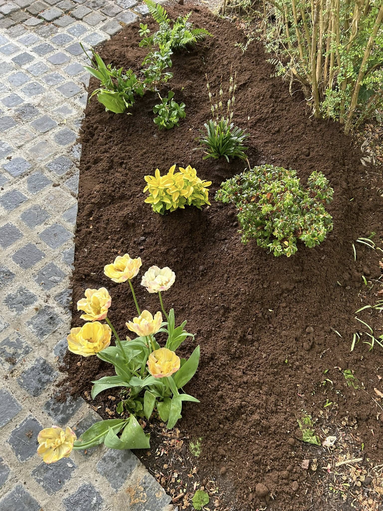 A cobble-edged border freshly planted with tulips and shrubs
